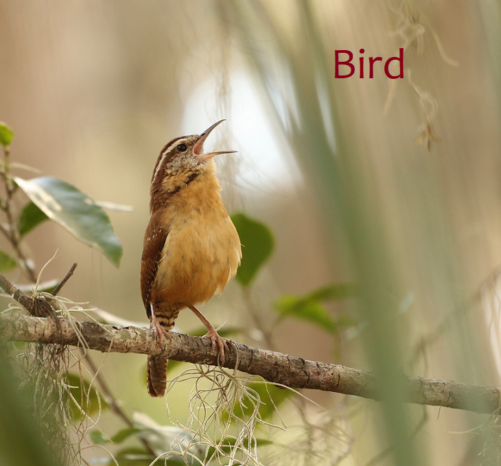 Compositie afbeelding